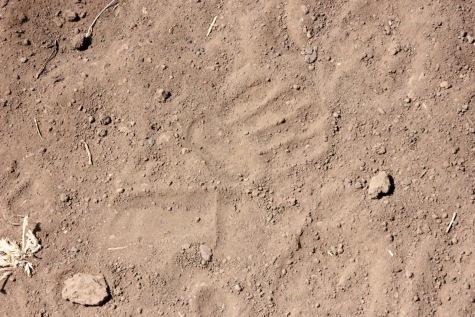 A Baboon track
